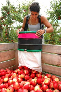 Werken in Nieuw-Zeeland: appels plukken in Hawke's Bay