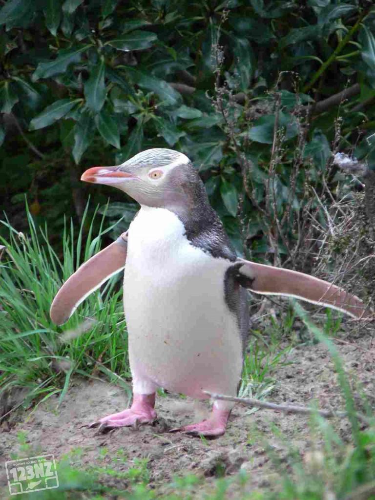 Pinguins in Oamaru, Nieuw-Zeeland