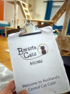 Barista Cats Cafe