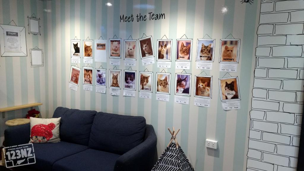 Team van The Cat Lounge kattencafe in Auckland