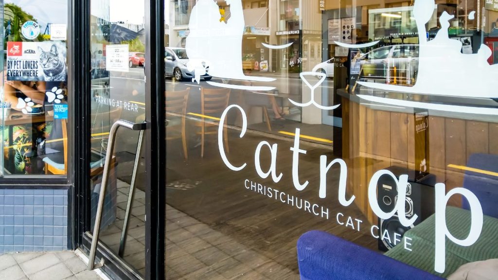 Kattencafe in Christchurch