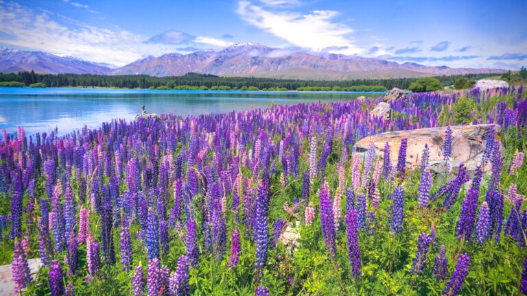Veld met Lupine-bloemen op de voorgrond met daarachter het meer van Tekapo en de bergen, op een mooie zonnige dag