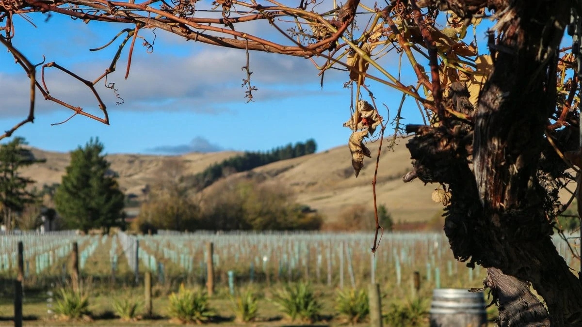 Uitzicht bij Greystone wijngaard in Waipara